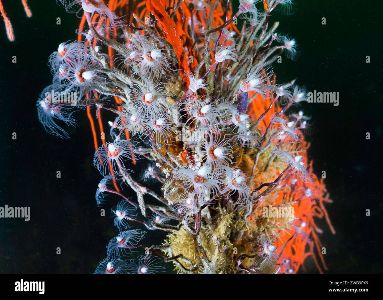 Tubular hydroids (Tubularia warreni) underwater with its pink and white polyps, growing on a sea fan Stock Photo