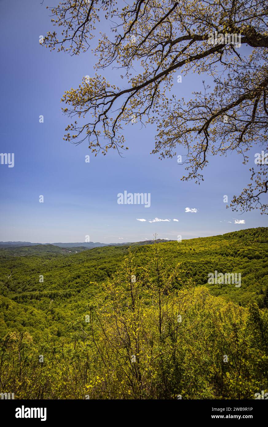 Distinctive category hi-res stock photography and images - Alamy