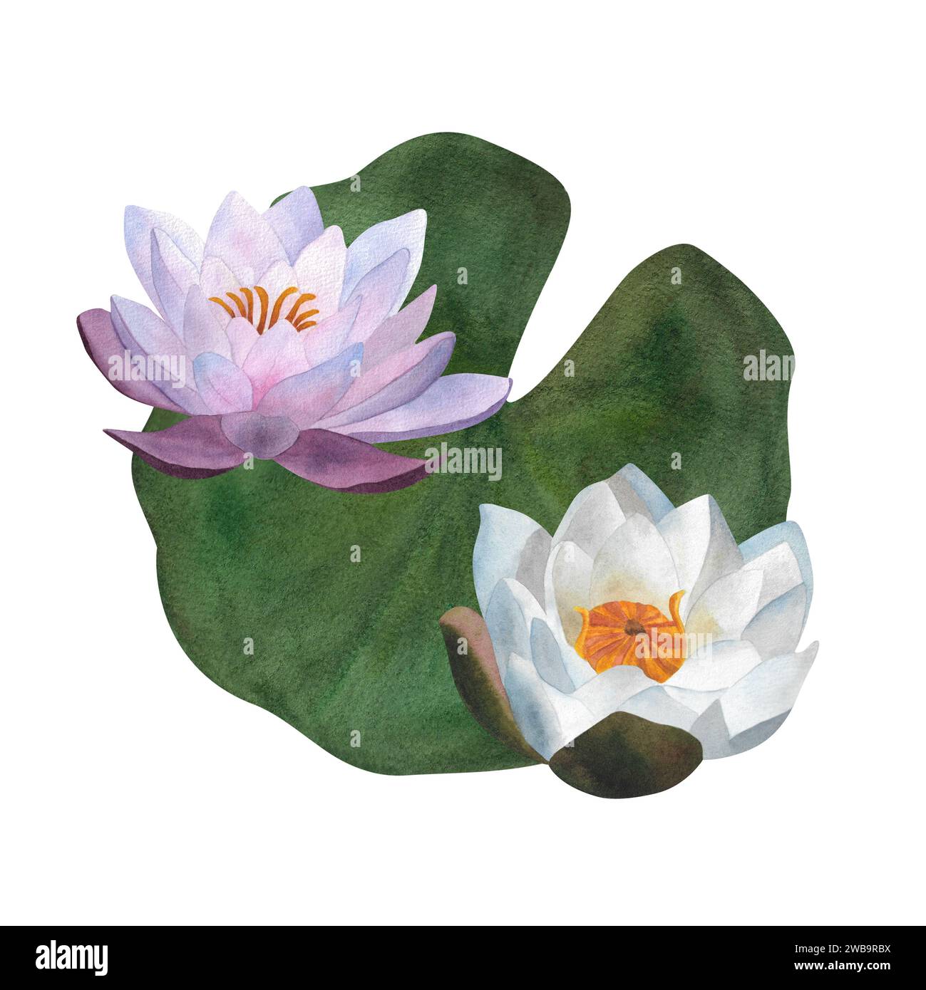 Watercolor white purple waterlily green leaf Hand painted floral illustration isolated for postcards spa yoga logo invitation Mother day Women's day Stock Photo
