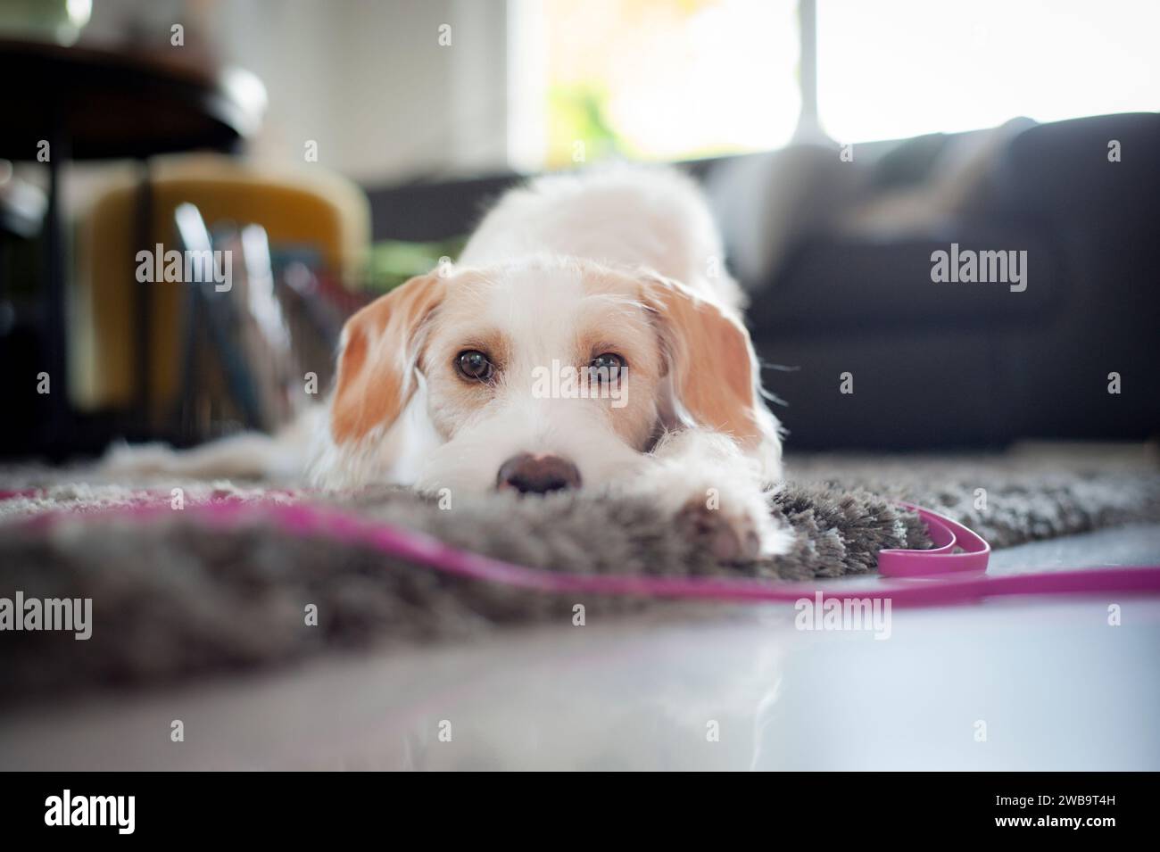 Dog that takes the moment Stock Photo Alamy