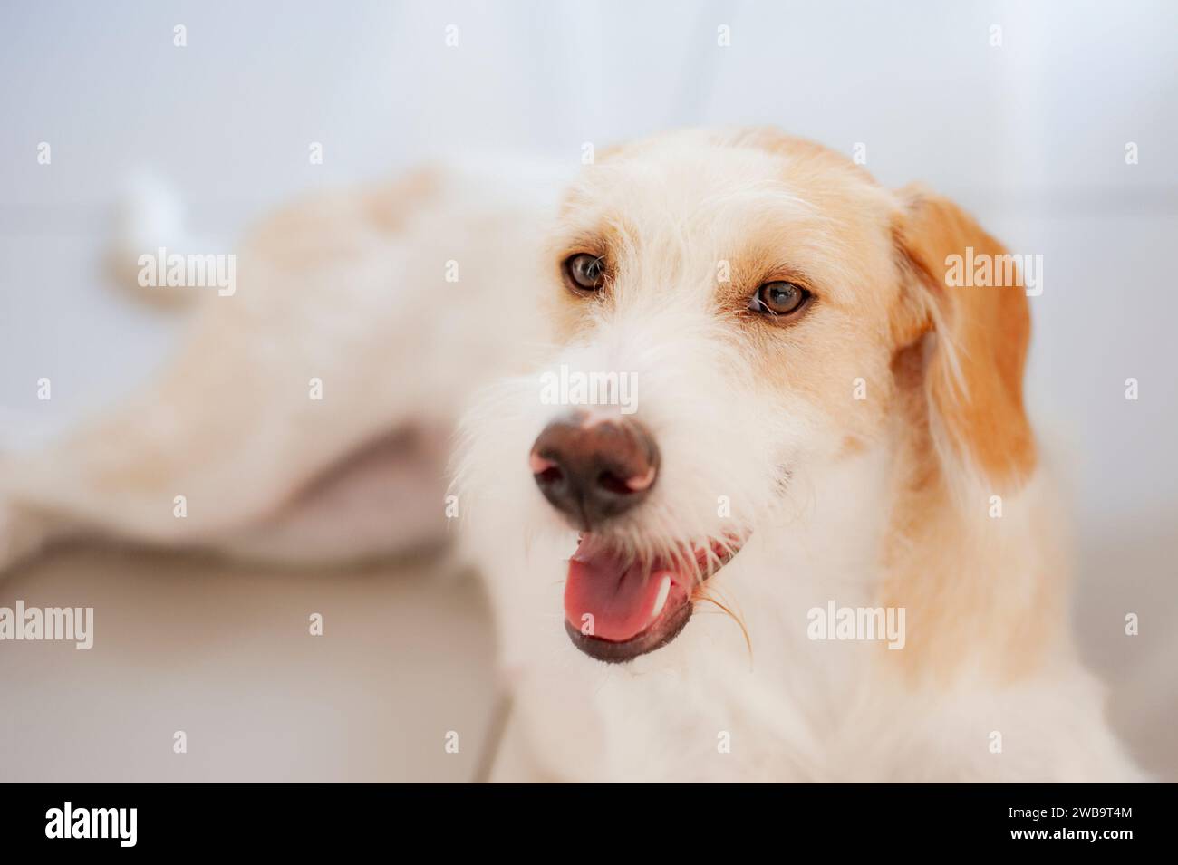 Dog that takes care Stock Photo