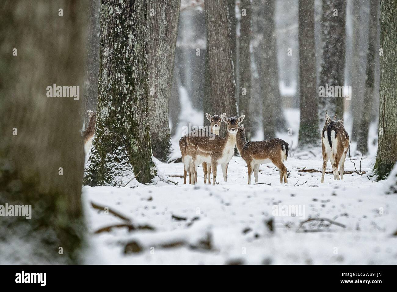 Paris France 9th Jan 2024 A Herd Of Deer Walk In The Snow In The   Paris France 9th Jan 2024 A Herd Of Deer Walk In The Snow In The Rambouillet Wildlife And Forest Park Near Paris France Jan 9 2024 Credit Aurelien Morissardxinhuaalamy Live News 2WB9TJN 