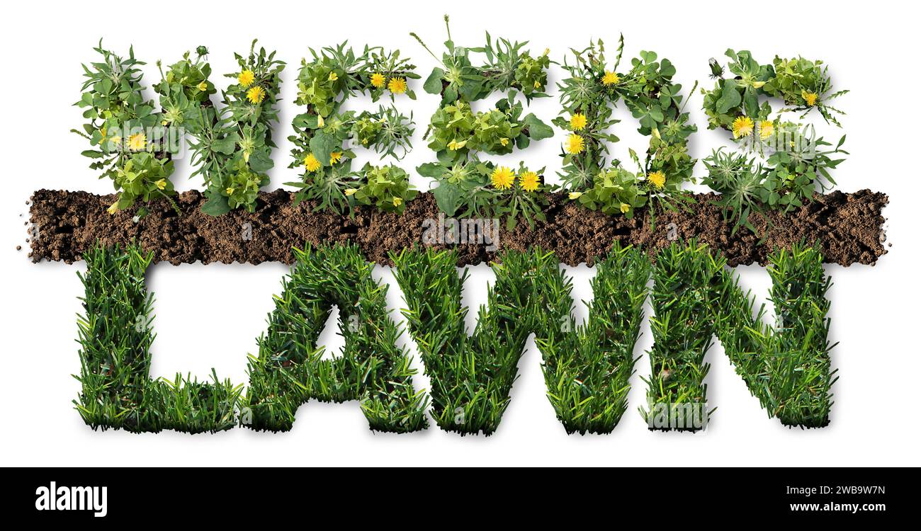 Healthy Lawn And Weeds as grass pest plants as dandelion with clover and crab grass pest weed control problem as unwanted plants representing herbicid Stock Photo