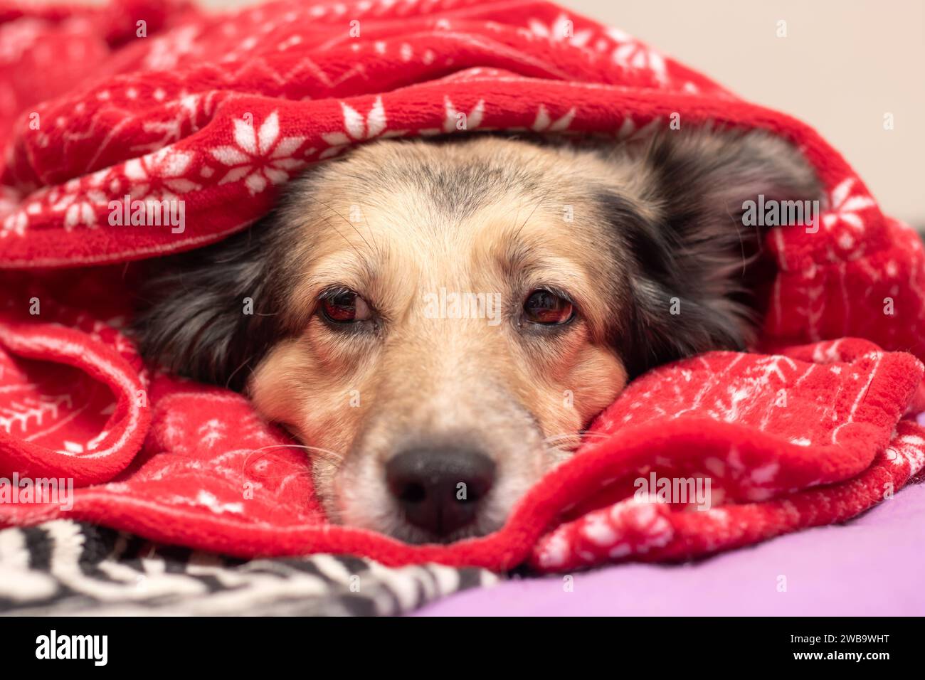 A dog lies in a red New Year's hat close up Stock Photo Alamy