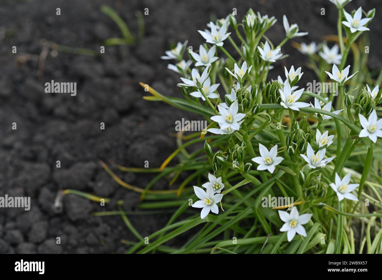 Ornithogalum umbellatum is a flowering plant with white flowers Stock ...