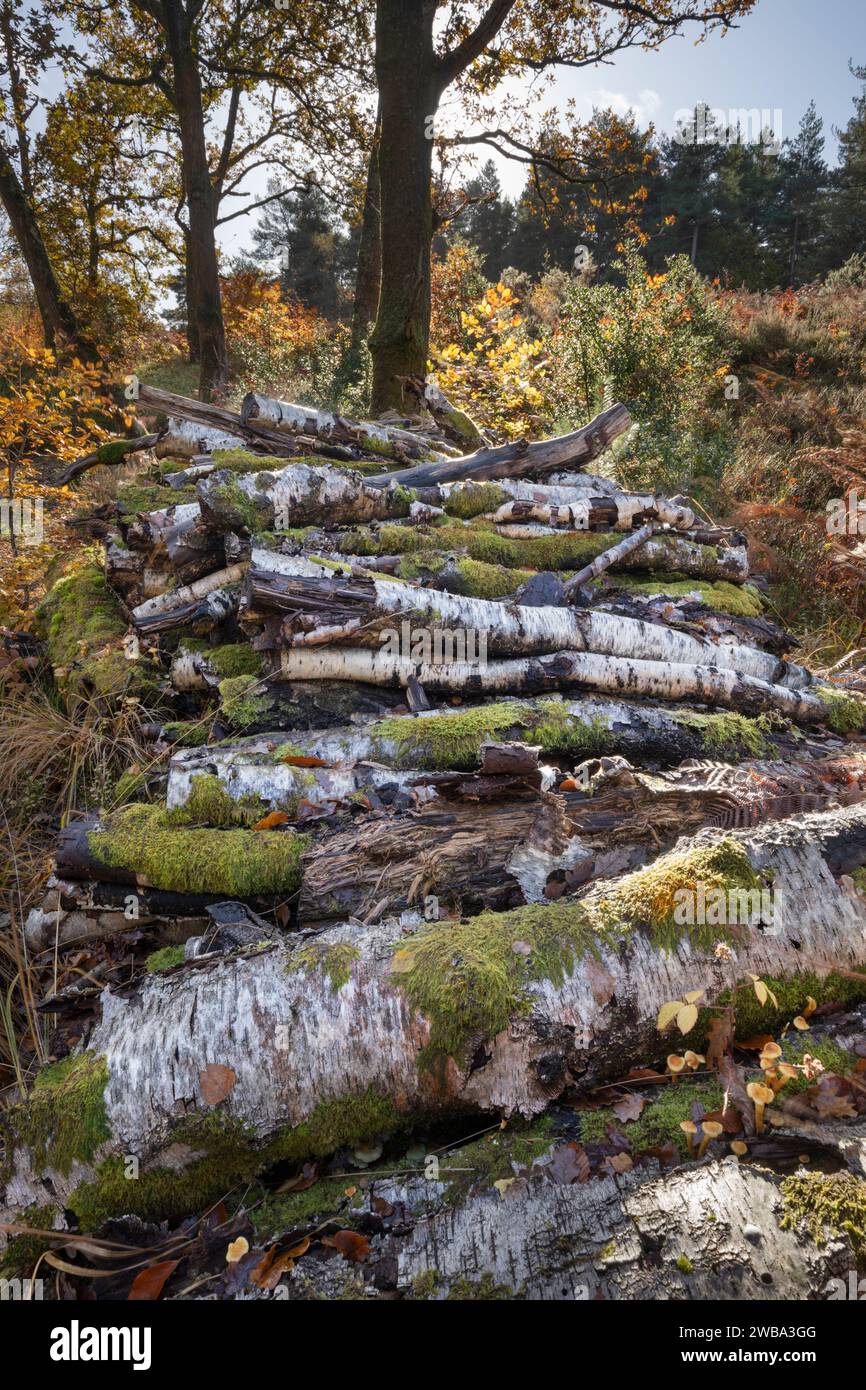 Silver Birch tree logs stacked in autumnal woodland, Newtown Common