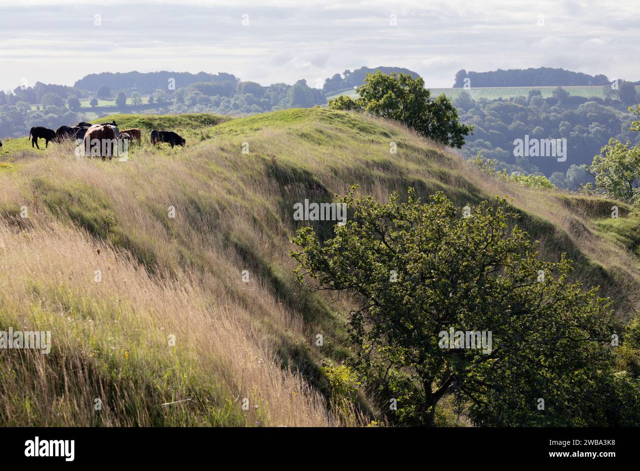 Cows on ramparts of Uley Bury iron-age hillfort, Uley, near Dursley, Cotswolds, Gloucestershire, England, United Kingdom, Europe Stock Photo