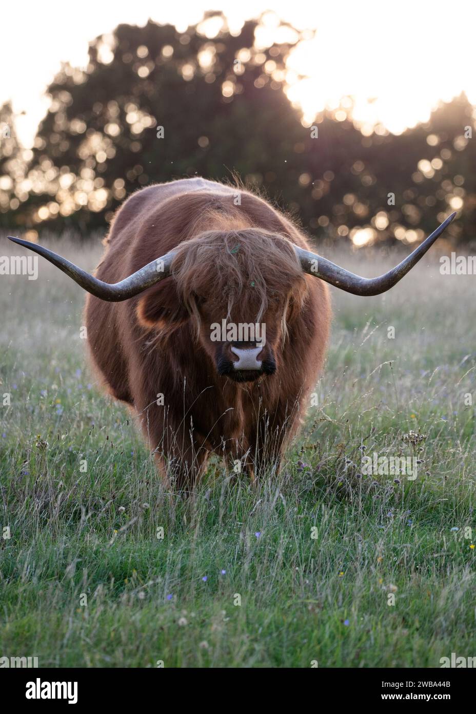 Highland cow on Danebury Iron Age Hillfort, Stockbridge, Test valley, Hampshire, England, United Kingdom, Europe Stock Photo