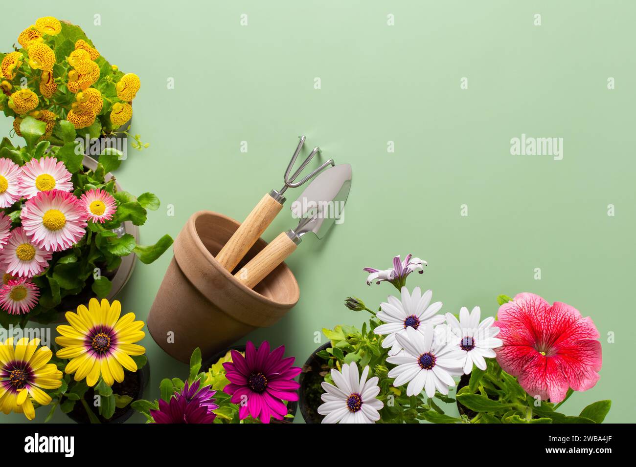 Spring decoration of a home balcony or terrace with flowers, Osteospermum and Calceolaria and Petunia on a green background, home gardening and hobbie Stock Photo