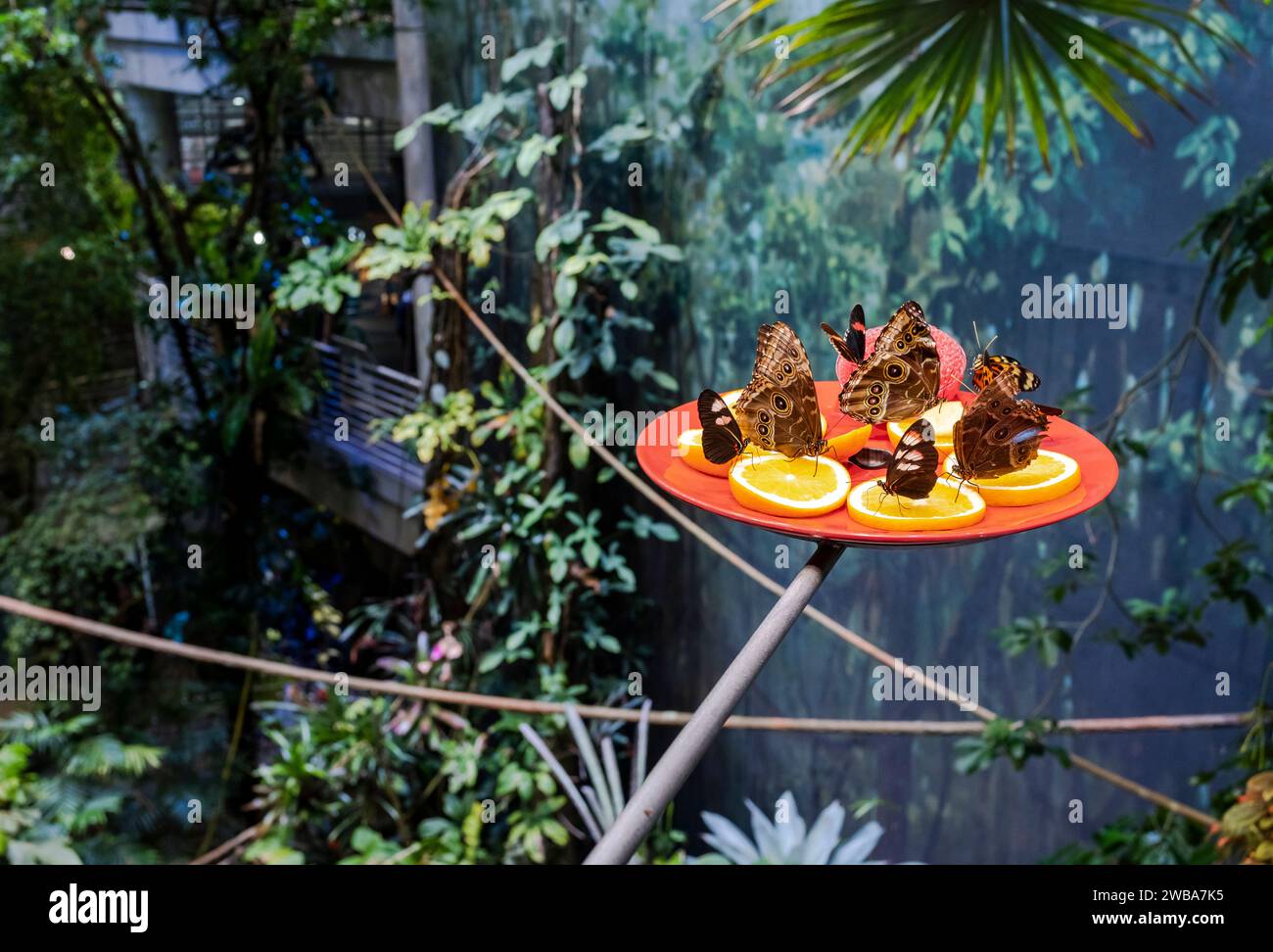 Butterflies feed on orange slices in the jungle canopy of the rainforest exhibit at the California Academy of Sciences, San Francisco Stock Photo