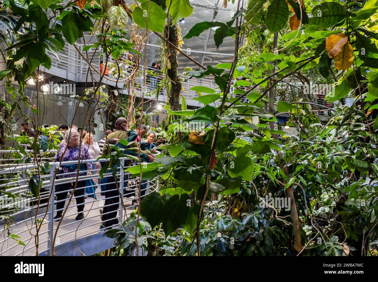 Tourists and locals enjoy the misty and lush rainforest exhibit at the California Academy of Sciences in San Francisco, California Stock Photo