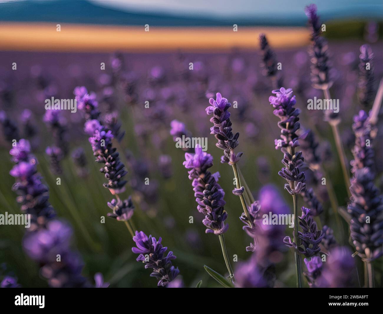 Lavender fields at sunset Provence, France - a breathtaking sight that captures the beauty of nature in its most serene form. Stock Vector