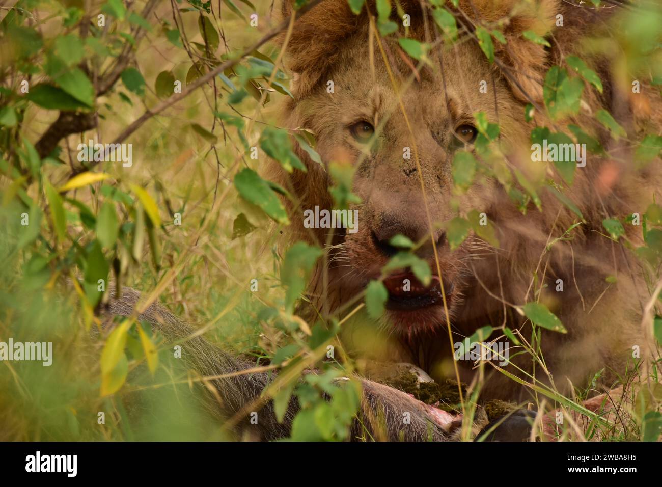 Lion eating a wild boar in the African bush Stock Photo