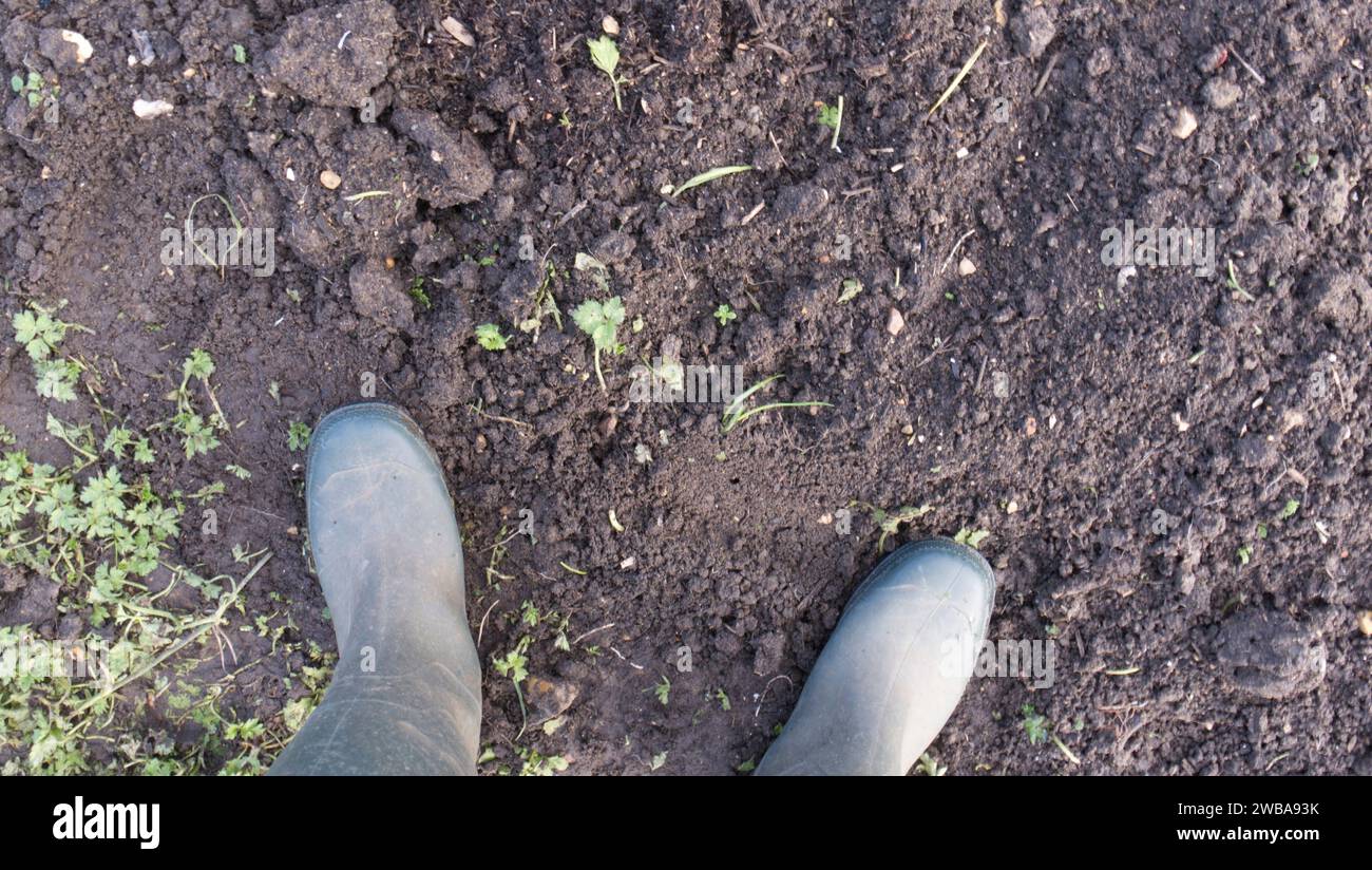Top view of earth, wellies, buttercup leaves. Stock Photo