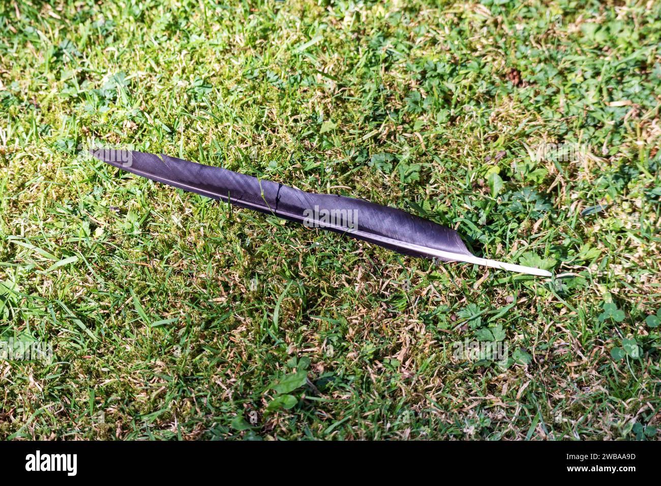 black bird feather lying on green grass Stock Photo