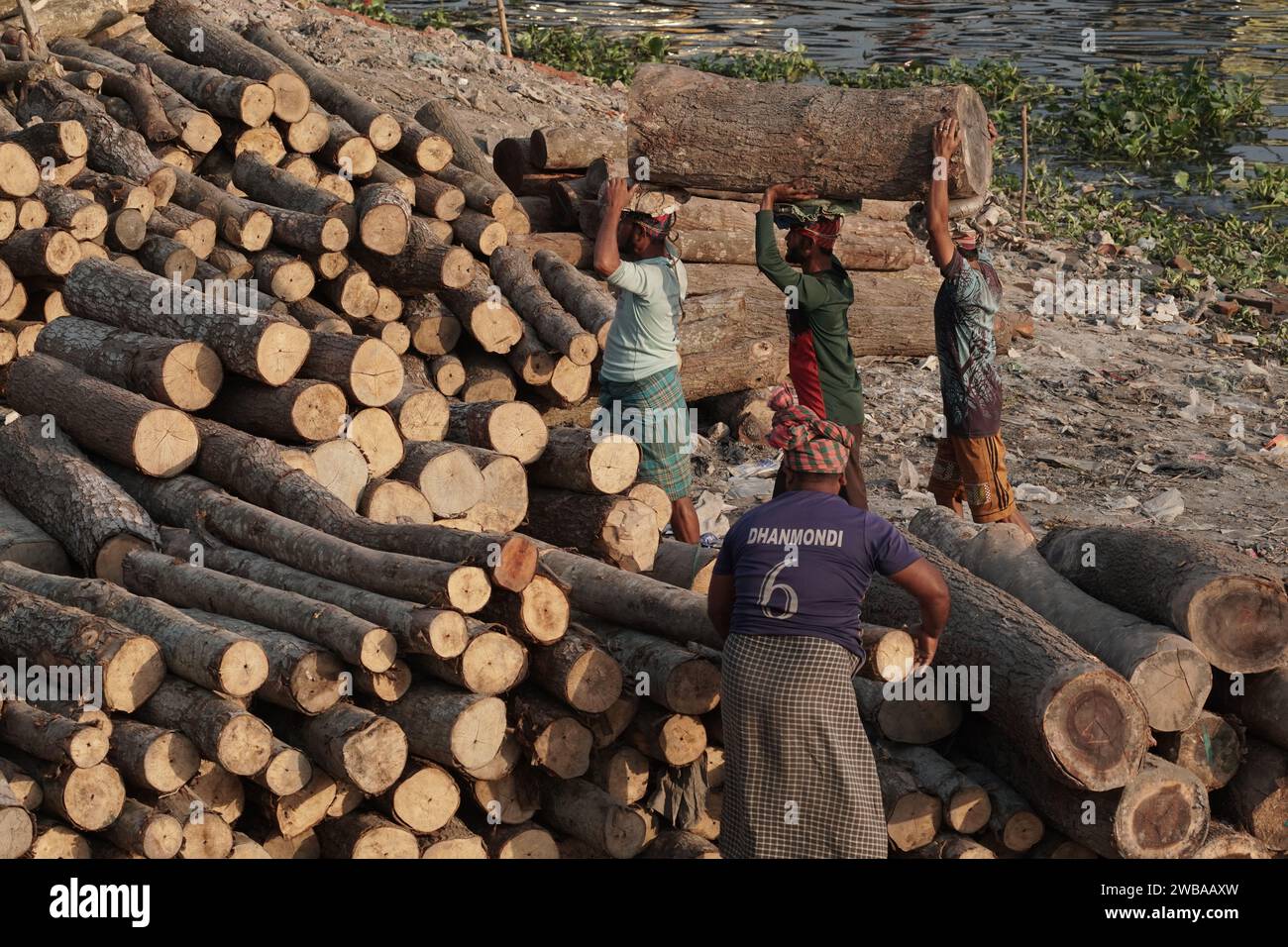 Porters transport heavy tree trunks on the banks of the Buriganga River ...