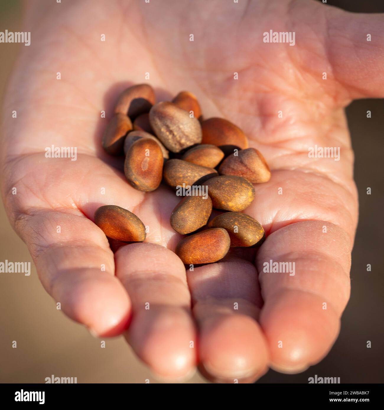 Pine nuts in Big Bend NP Texas Stock Photo