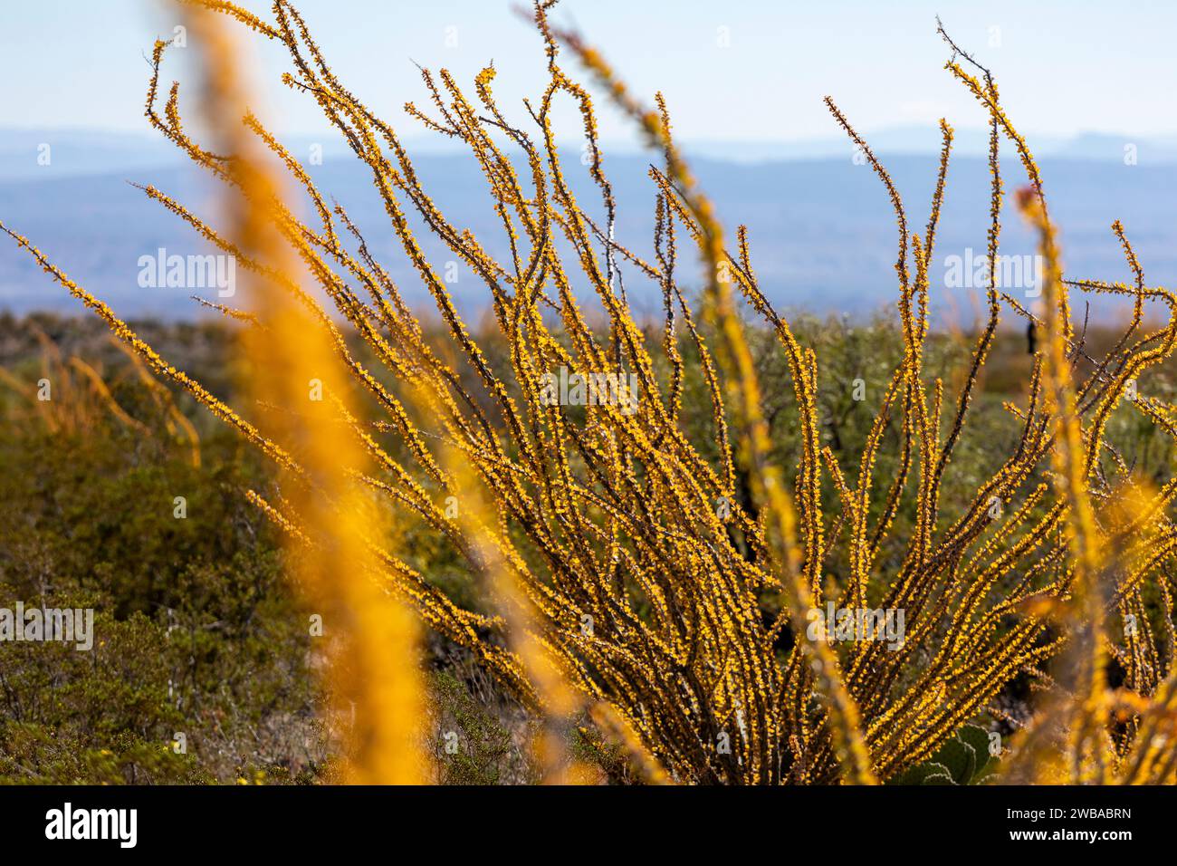Ocotillo cactus ( Fouquieria splendens) blooms in Big Bend NP in Texas. Stock Photo