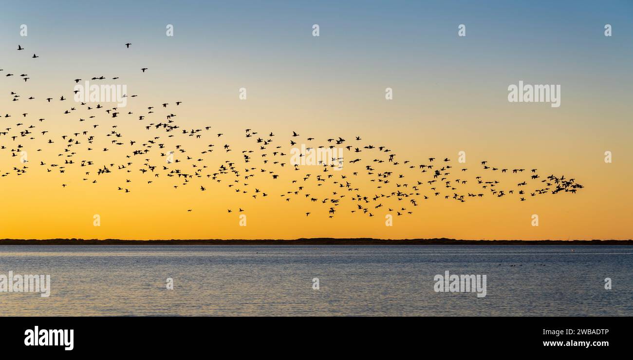 Panorama of redhead ducks migrating at Padre Island, Texas Stock Photo