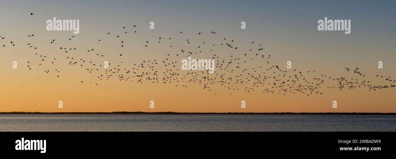 Panorama of redhead ducks migrating at Padre Island, Texas Stock Photo