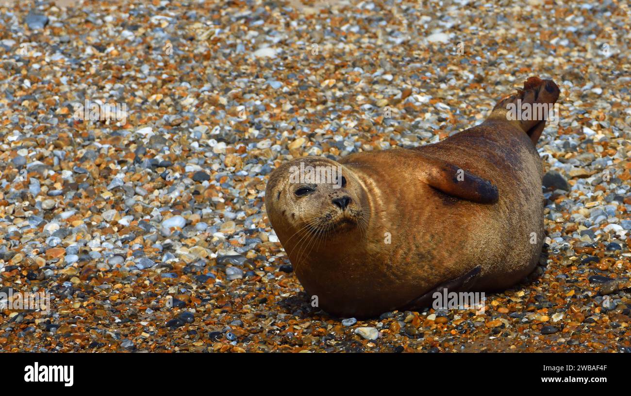 Common Harbour Seal on shingle bank Stock Photo Alamy