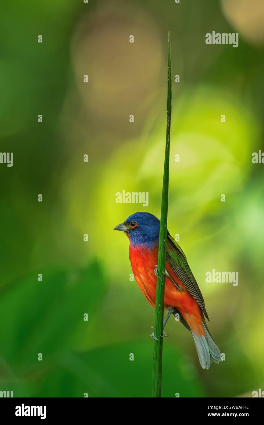 Painted bunting (Passerina ciris) is a species of bird in the cardinal