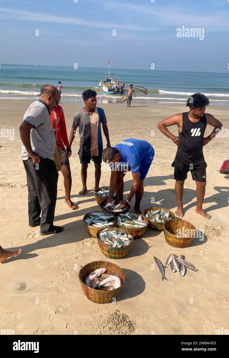 Fishermen on the beach at Benaulim in Goa, India, pull their nets ashore and sort their catch Stock Photo