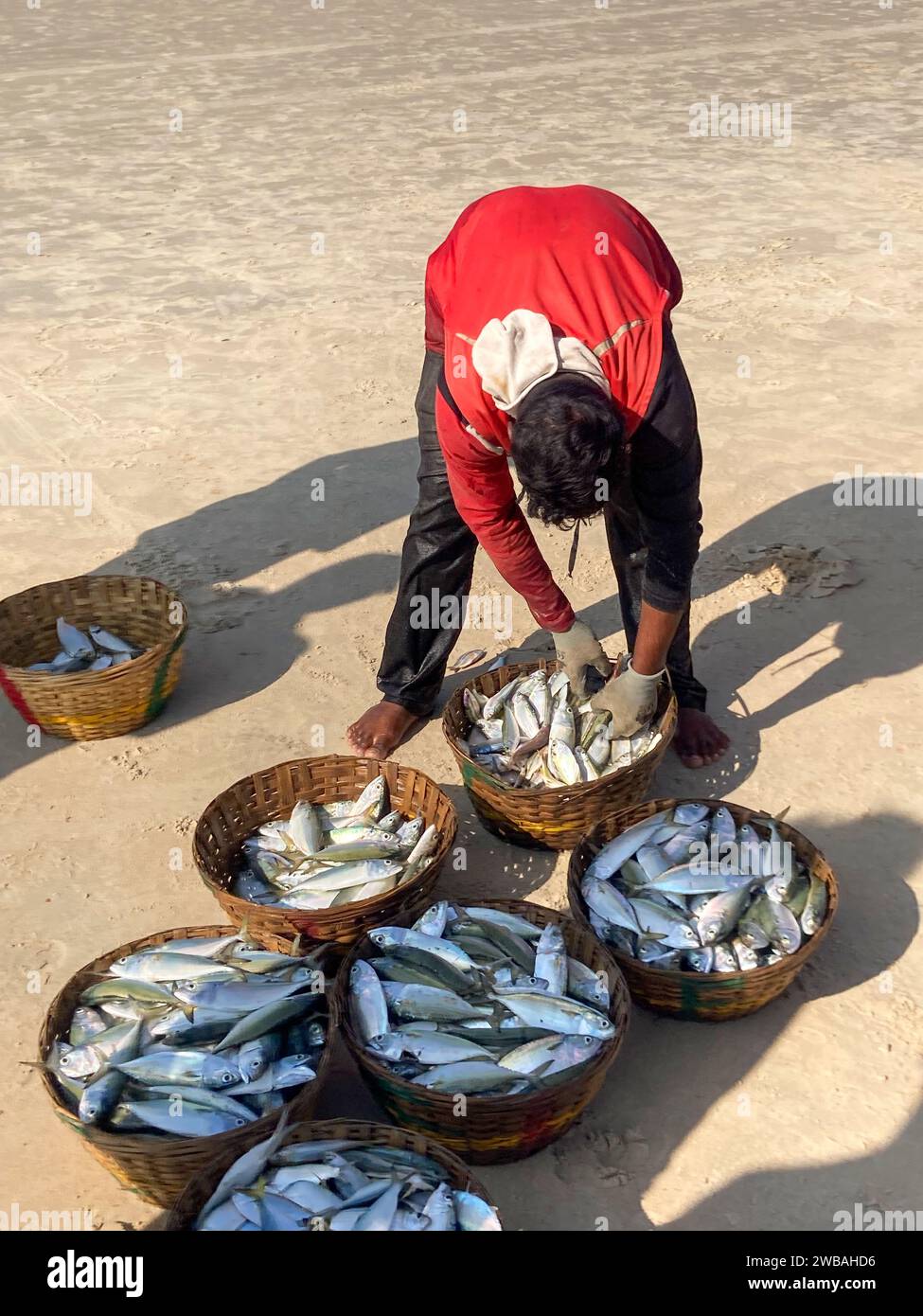 Fishermen on the beach at Benaulim in Goa, India, pull their nets ashore and sort their catch Stock Photo