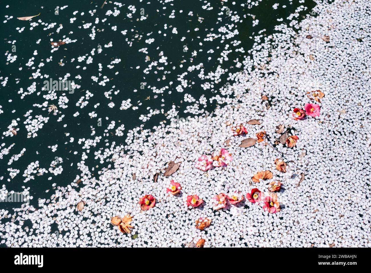 Fallen cherry blossom and camellia flowers on the surface of a river in Kanazawa, Japan. Stock Photo