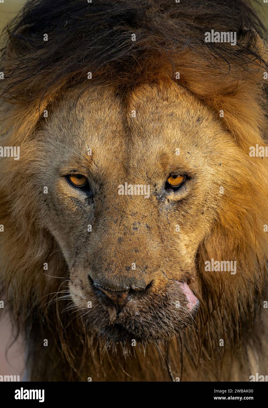A large male lion stands with his head tilted up, ears perked, scenting the air. Stock Photo