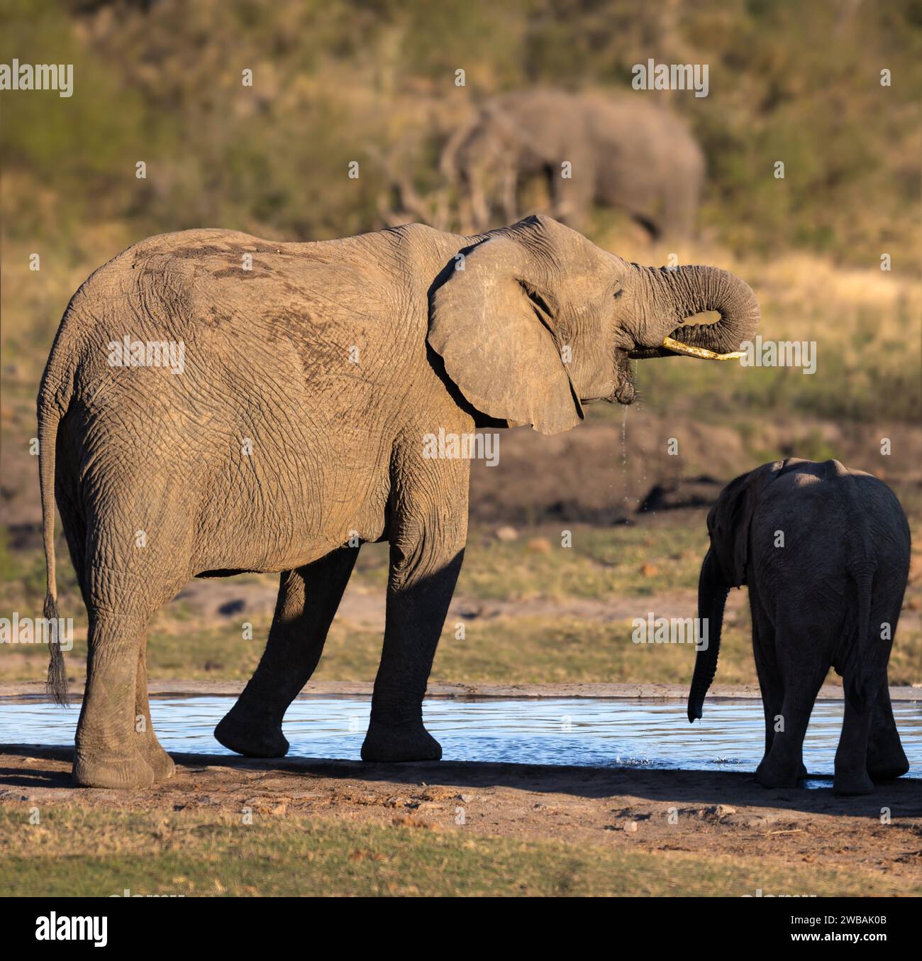 A beautiful image capturing a mother elephant and her adorable calf drinking water from a watering hole in the picturesque Kruger National Park Stock Photo