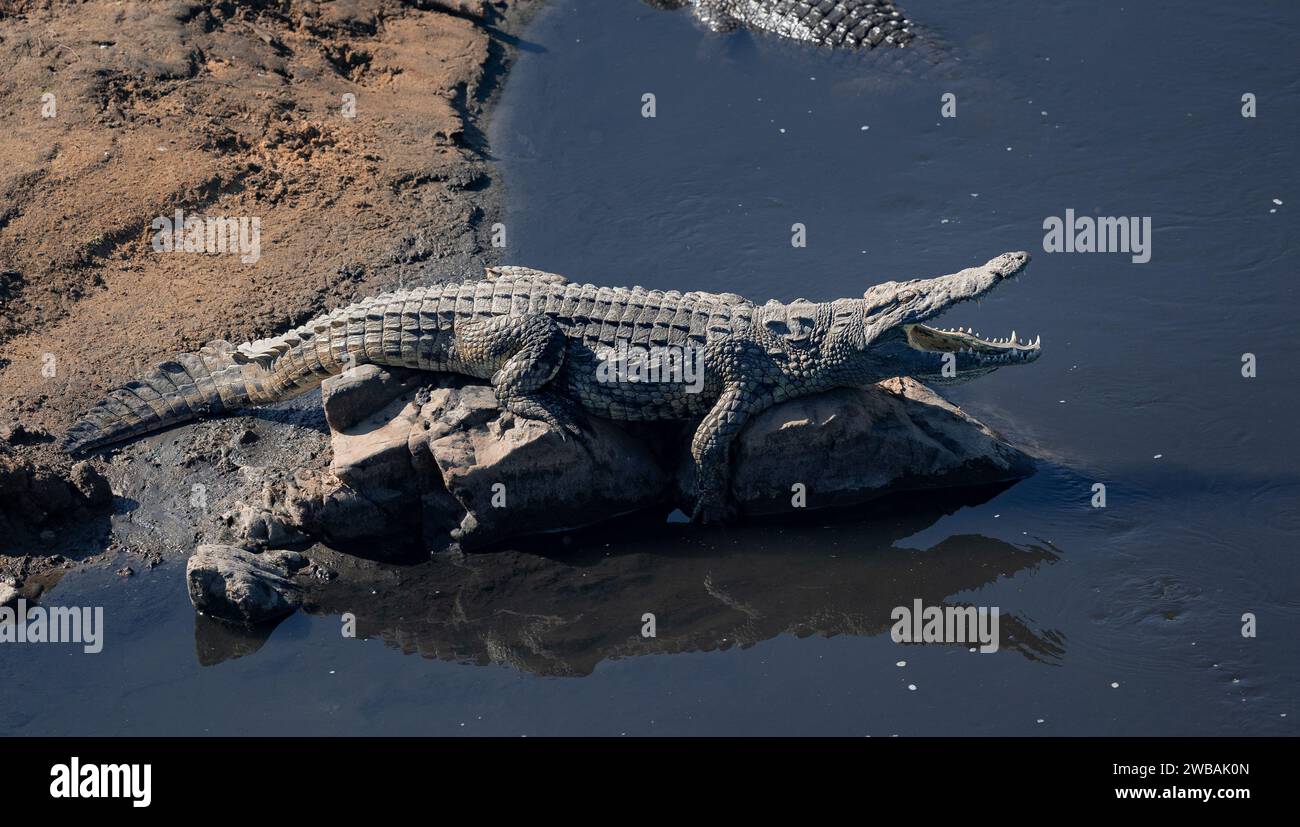 A massive Nile crocodile can be seen sunbathing on a sturdy rock in the Crocodile River, named after the abundance of these reptiles in the area Stock Photo