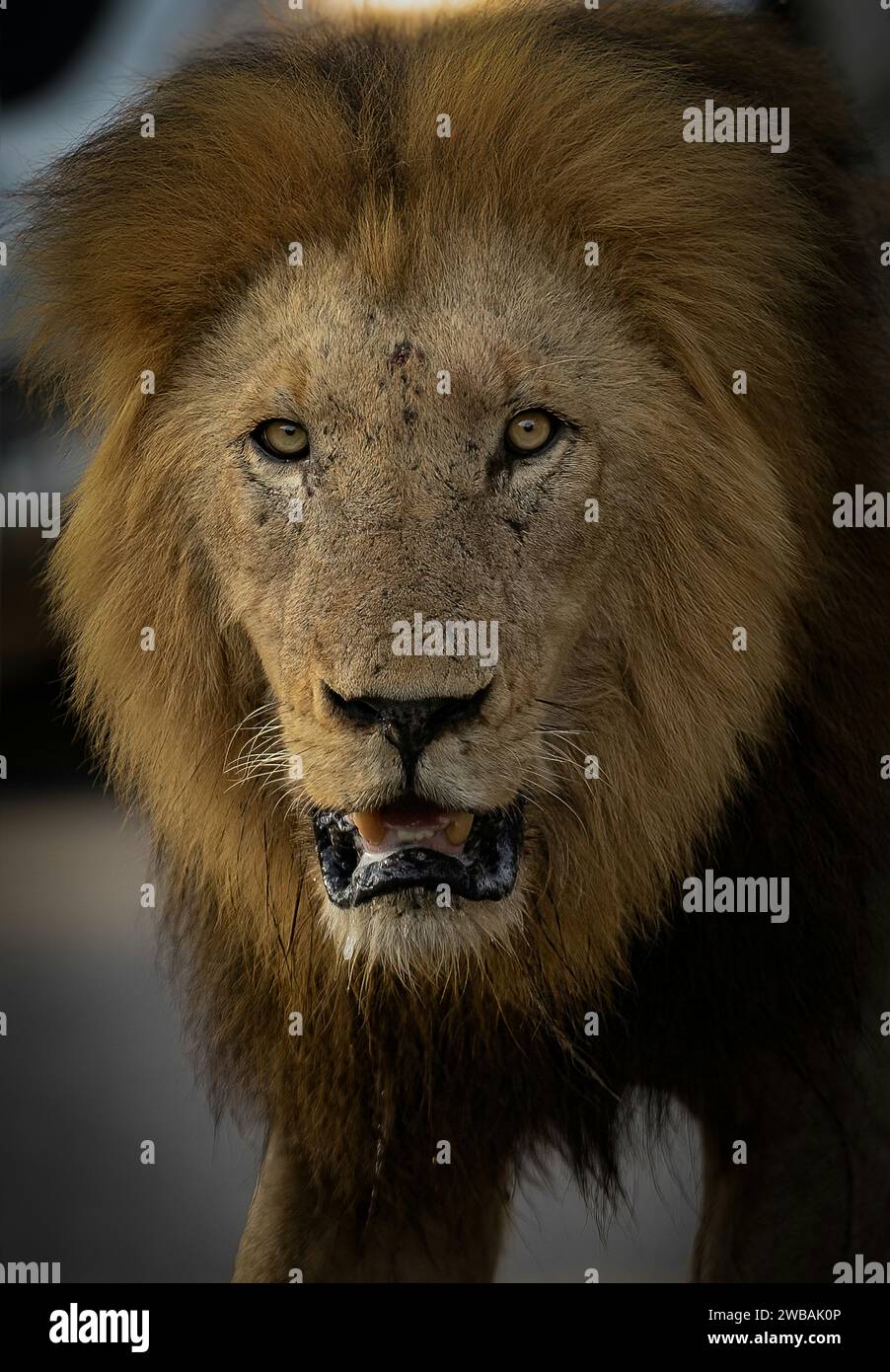 Mature male lion hi-res stock photography and images - Alamy