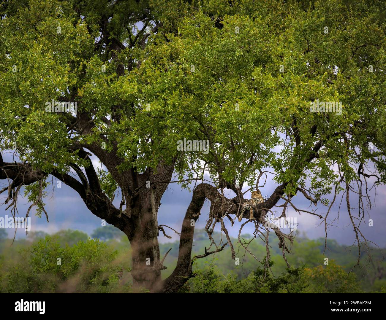 A leopard lounging in a magnificent, massive tree in the Kruger ...