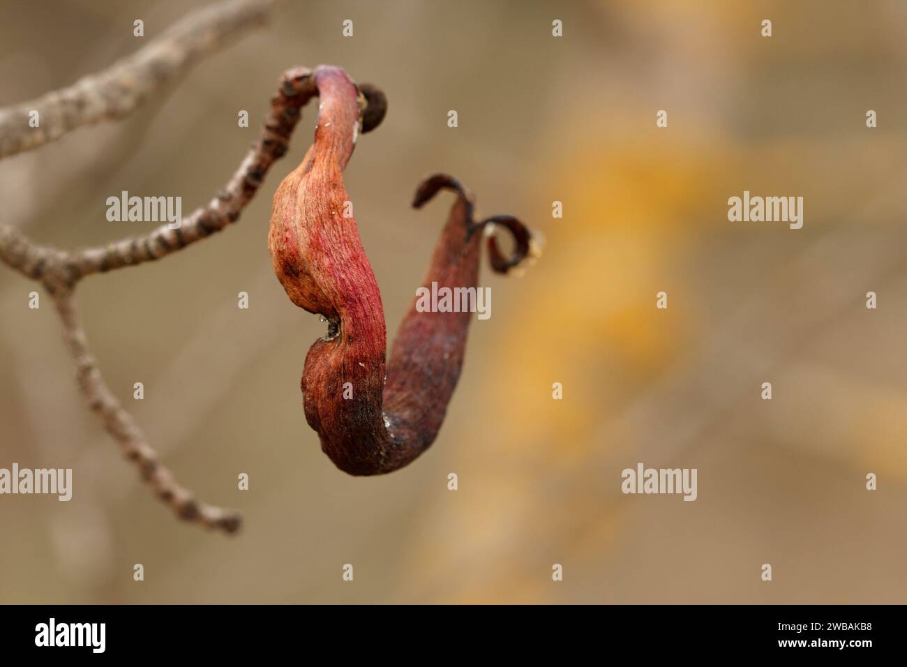 Cornicabra gall in winter, Pistacia terebinthus, produced by the aphid Baizonga pistaciae, Alcoi, Spain Stock Photo