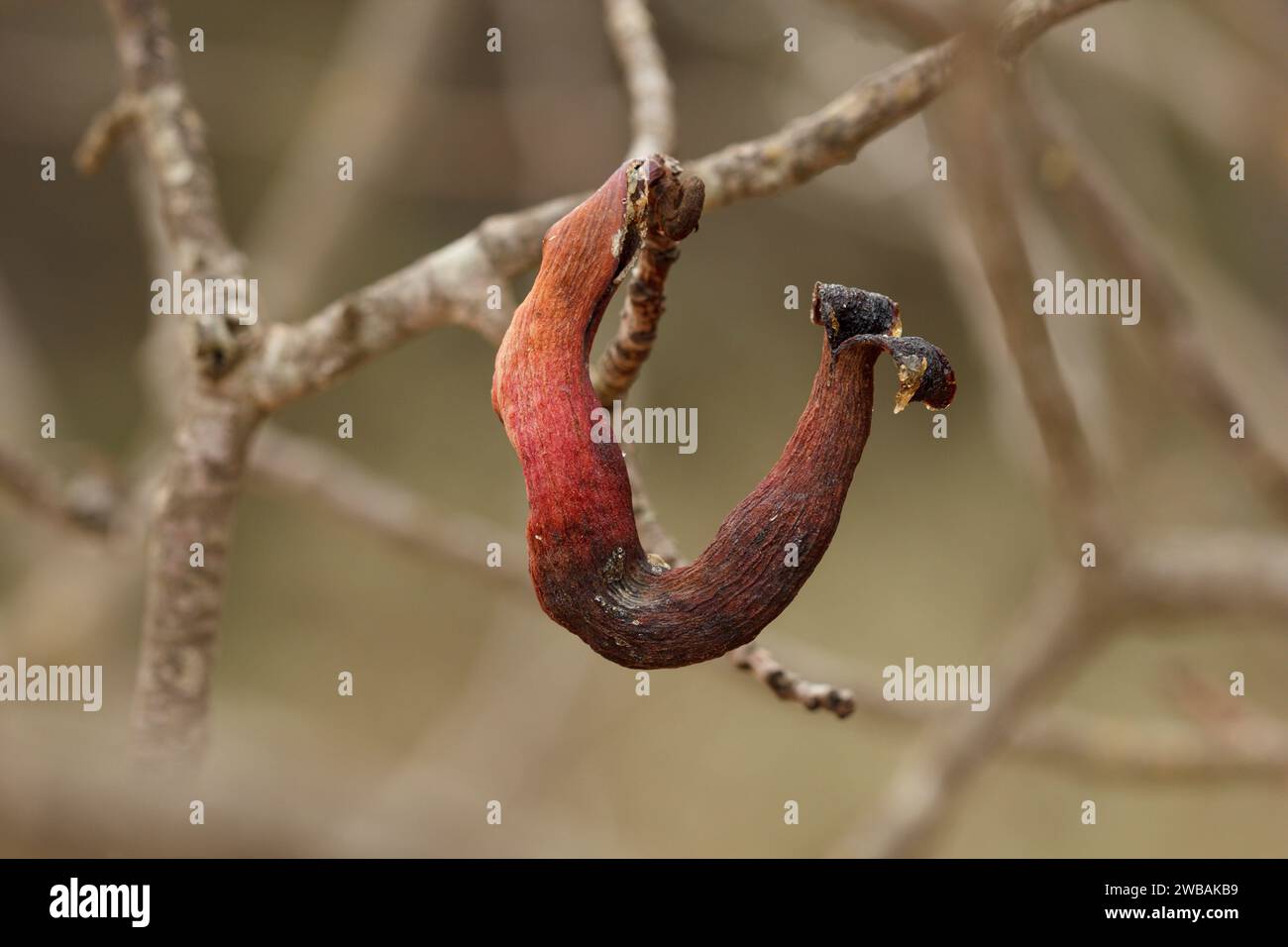 Cornicabra gall in winter, Pistacia terebinthus, produced by the aphid Baizonga pistaciae, Alcoi, Spain Stock Photo