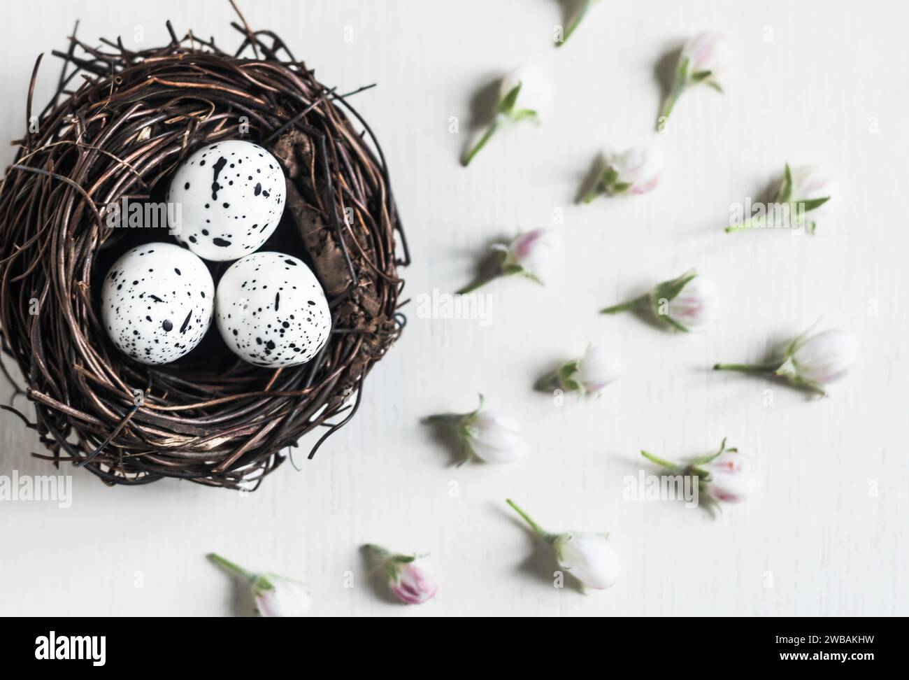 Bird's nest with eggs and buds of apple blossom on white background ...