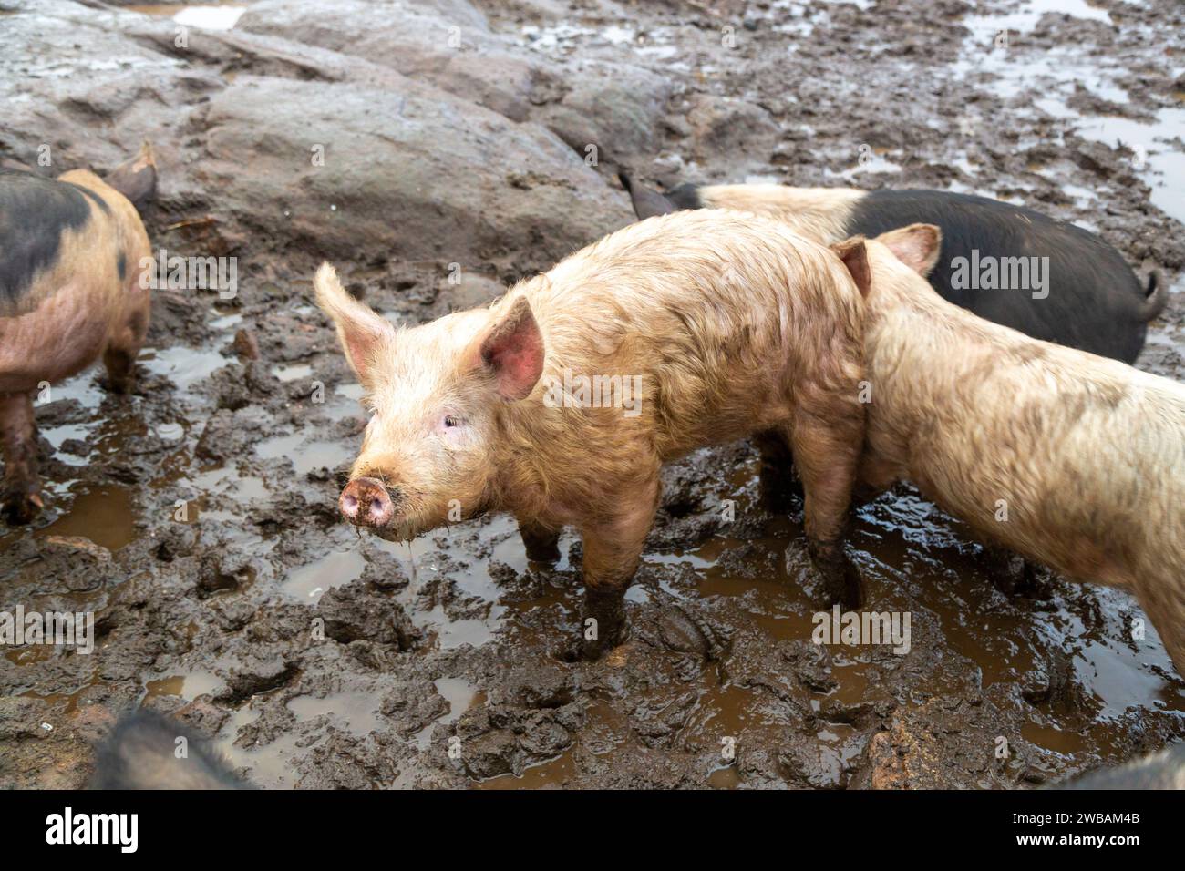 A pig standing in mud Stock Photo