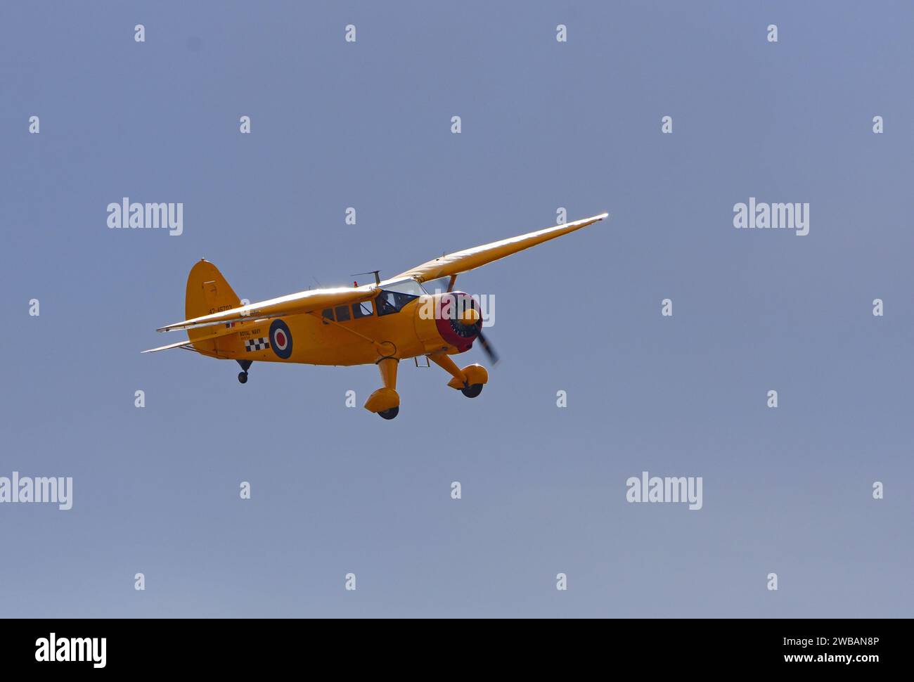 Stinson Reliant  aircraft  1942 in  royal navy yellow colours flying . Stock Photo