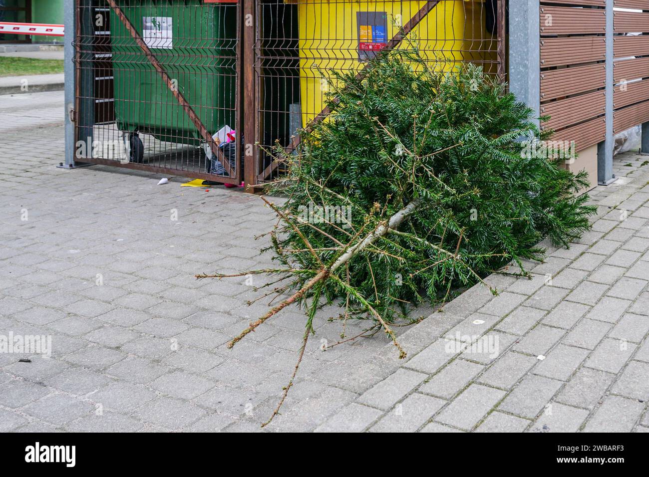 Christmas tree by the garbage can after the New Year holidays, recycling of used dry Christmas
