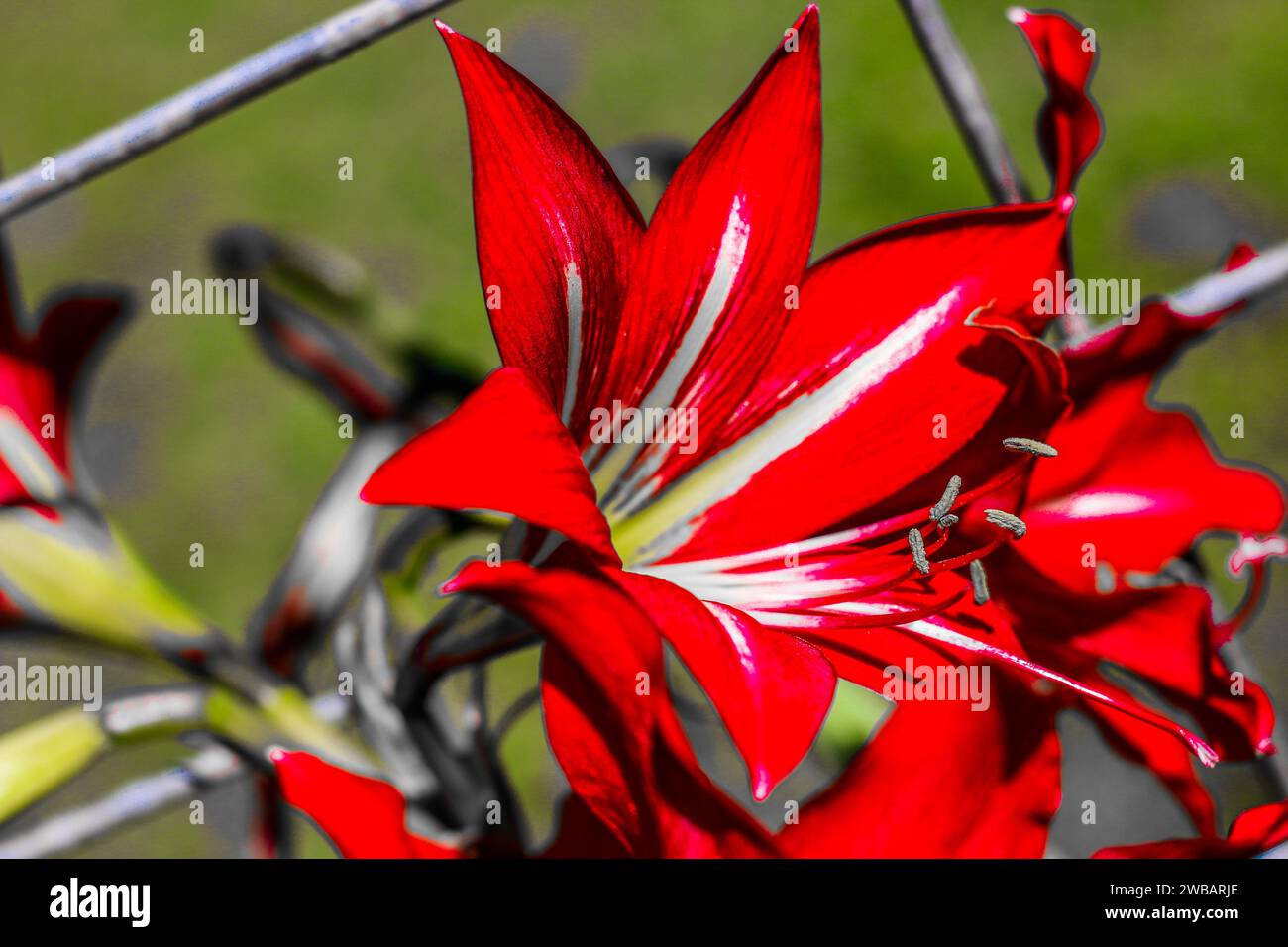 A stunning close-up of a Hippeastrum branch of flowers growing through a white picket fence Stock Photo