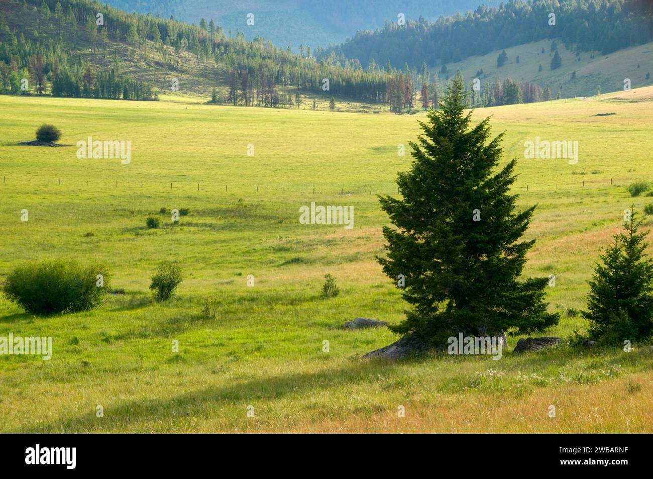 Grassland at Priest Pass; Continental Divide National Scenic Trail (CDT); Helena National Forest; Montana Stock Photo