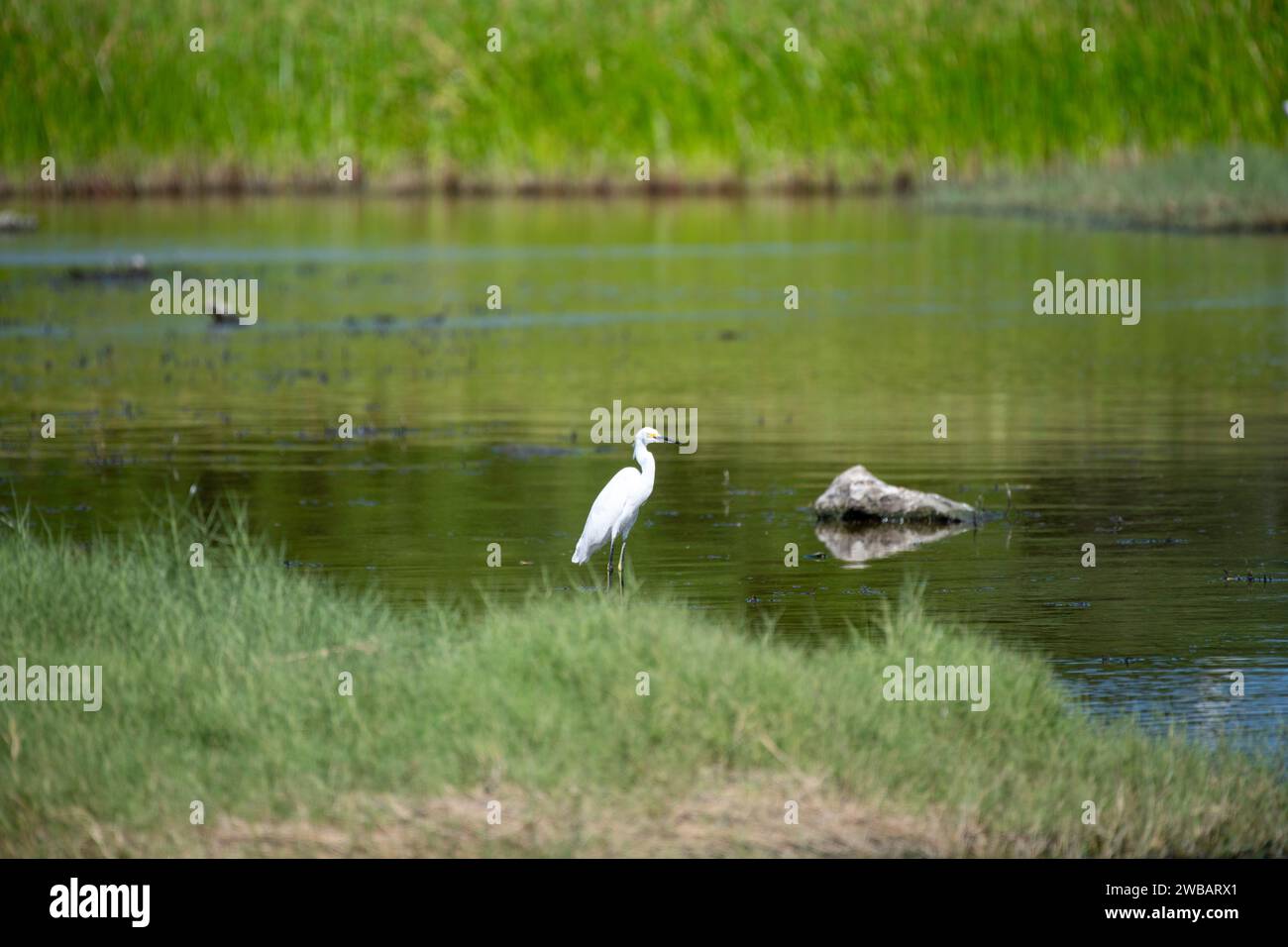 Birds Flying Heron Stock Photo