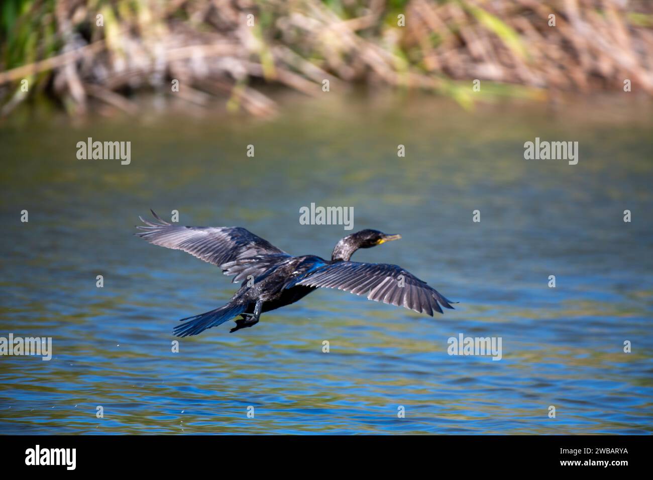Birds Flying Heron Stock Photo