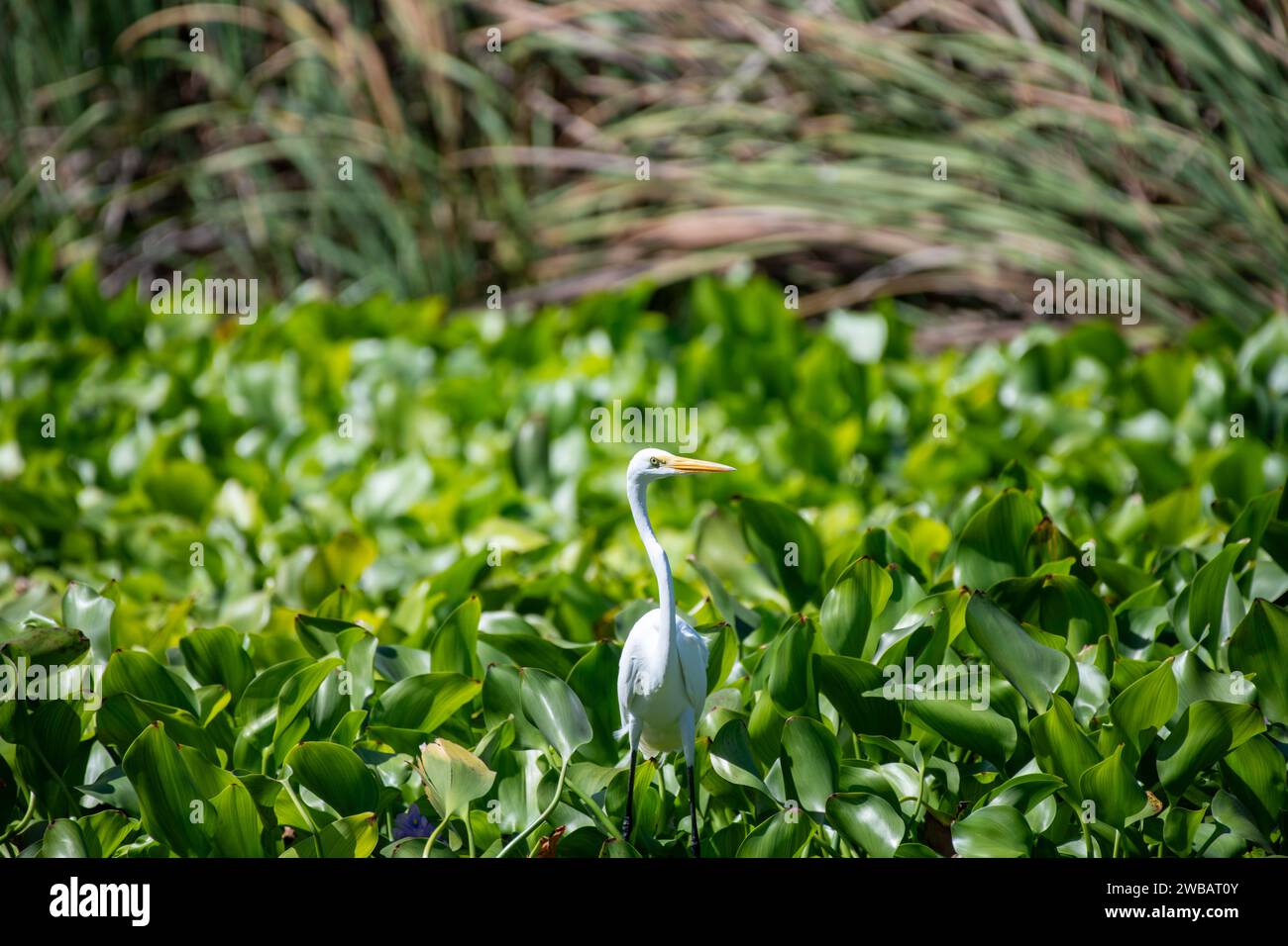 Birds Flying Heron Stock Photo