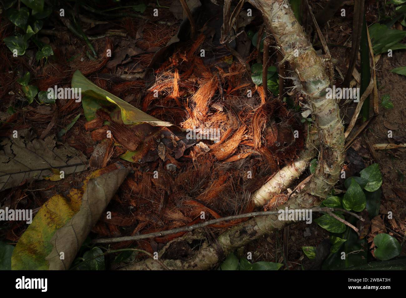 View of the porcupines temporary sheltering and gathered food eating ... Biology Diagrams
