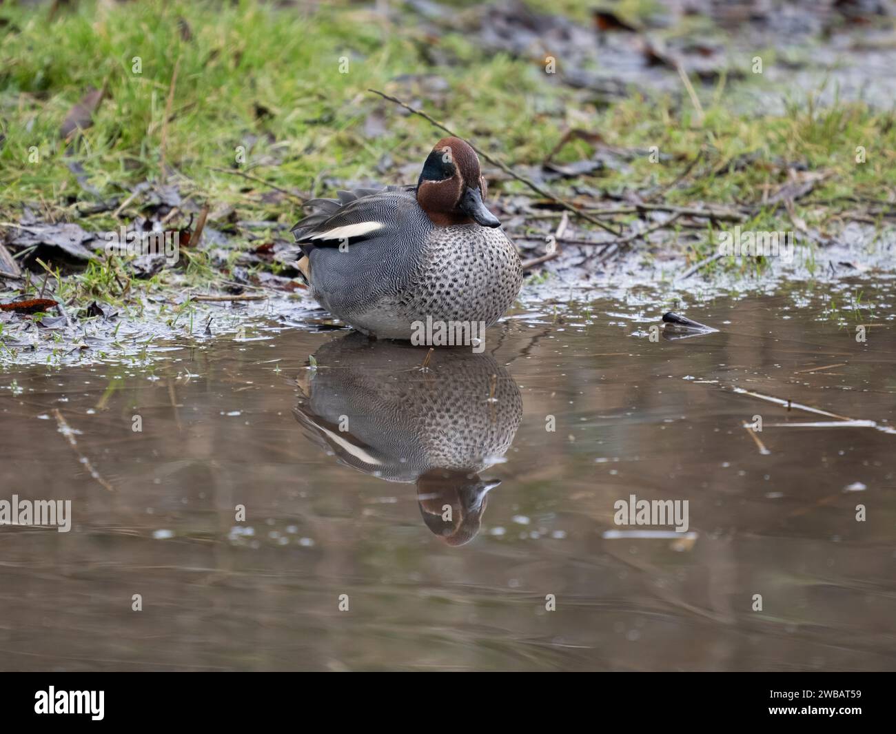Teal, Anas crecca, single male in water, Gloucestershire, January 2024 Stock Photo