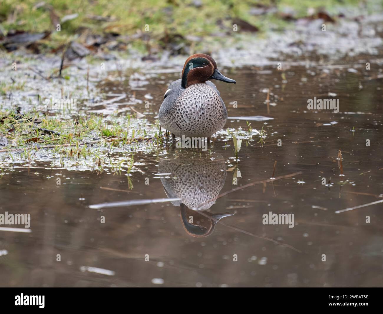 Teal, Anas crecca, single male in water, Gloucestershire, January 2024 Stock Photo