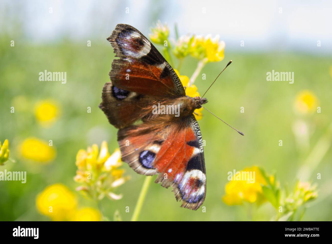 A beautiful butterfly sitting on a yellow flower, a European butterfly peacock, Aglais io Stock Photo