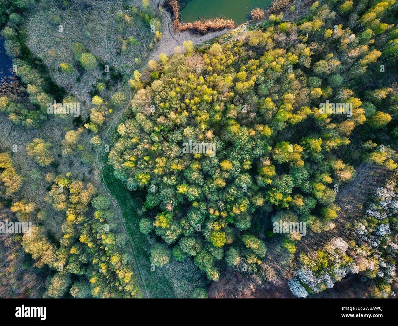 Trees next to a lake at the sunset, seen from above Stock Photo